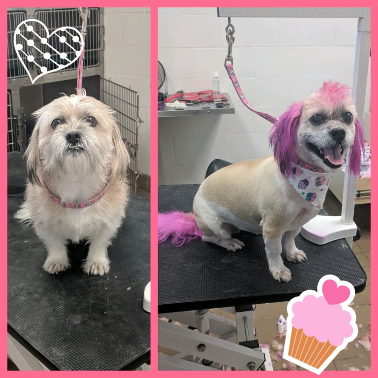 Pet Grooming in Greensboro, NC Southwoods Animal Hospital