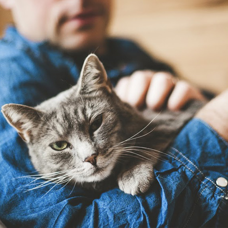 Preventative Care for Cats
