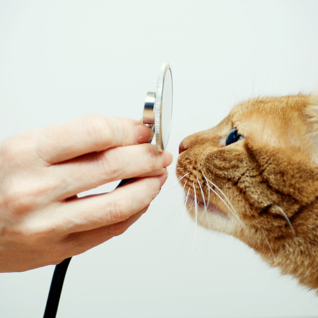 Internal Medicine - Southwoods Animal Hospital