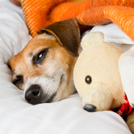 Pet Pain Management - Southwoods Animal Hospital