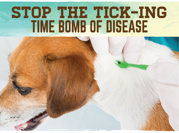 is lyme disease fatal to dogs